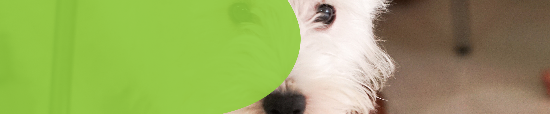 DOG TRAINING ACADEMY