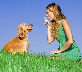 Animal Communication: Fact or Myth?